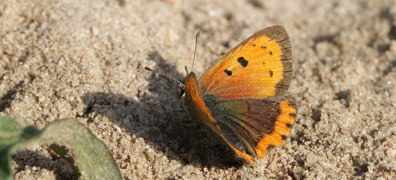 Lille Ildfugl, Lycaena plhaeas hun med f pletter p forvinge form. Rsns d. 23 september 2016. Fotograf; Lars Andersen