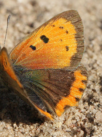 Lille Ildfugl, Lycaena plhaeas hun med f pletter p forvinge form. Rsns d. 23 september 2016. Fotograf; Lars Andersen