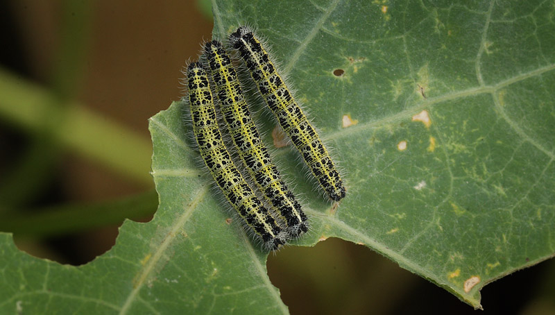 Stor Klsommerfugl, Pieris brassicae larver p Tallerkensmkker, Tropaeolum majus.  Kongelundsvej 57A, 2300 Kbenhavn S d. 30 september 2016. Fotograf; Lars Andersen