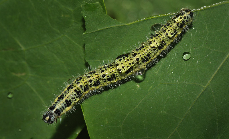 Stor Klsommerfugl, Pieris brassicae larver p Tallerkensmkker, Tropaeolum majus.  Kongelundsvej 57A, 2300 Kbenhavn S d. 2 oktober 2016. Fotograf; Lars Andersen