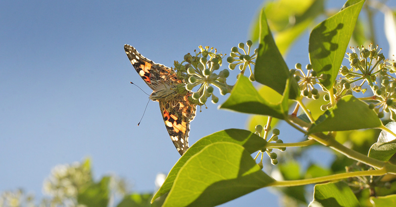 Tidselsommerfugl, Vanessa cardui.  restads Boulevard 25, 2300 Kbenhavn S d. 4 oktober 2016. Fotograf; Lars Andersen