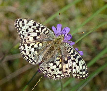 Skovperlemorsommerfugl, Argynnis adippe hun. Srup, Thy, Danmark d. 30 juli 2016. Fotograf; Sren Nygaard