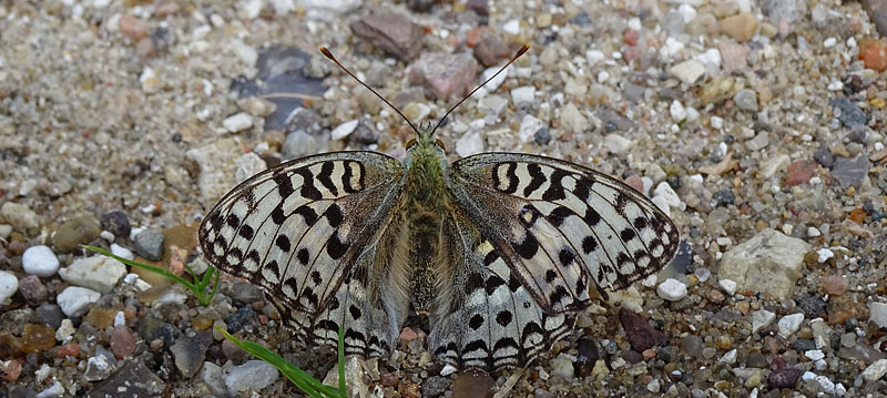 Skovperlemorsommerfugl, Argynnis adippe hun. Srup, Thy, Danmark d. 30 juli 2016. Fotograf; Sren Nygaard