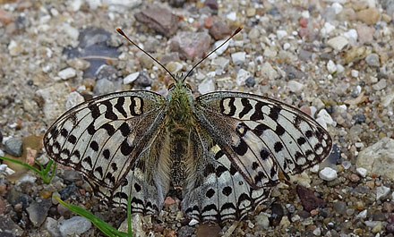 Skovperlemorsommerfugl, Argynnis adippe hun. Srup, Thy, Danmark d. 30 juli 2016. Fotograf; Sren Nygaard