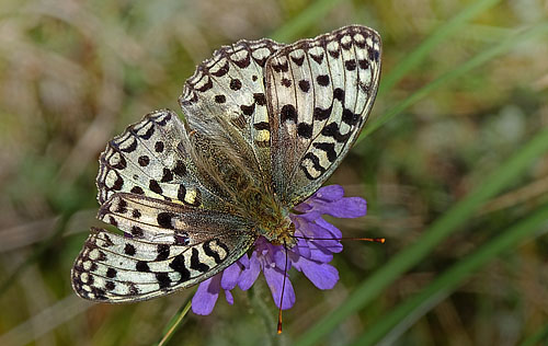 Skovperlemorsommerfugl, Argynnis adippe hun. Srup, Thy, Danmark d. 30 juli 2016. Fotograf; Sren Nygaard