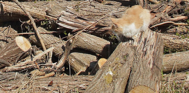 Kat der overvejer om den skal fange en territoriehævdende Dagpåfugleøje han? Amager Fælled, Amager d. 22 april 2016. Fotograf; Lars Andersen