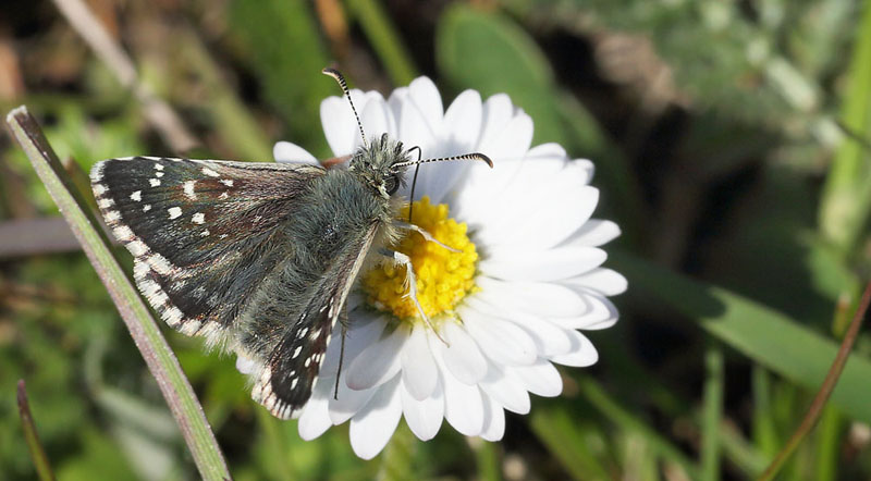 Fransk Bredpande, Pyrgus armoricanus han. Rsns d. 7 maj 2016. Fotograf; Lars Andersen