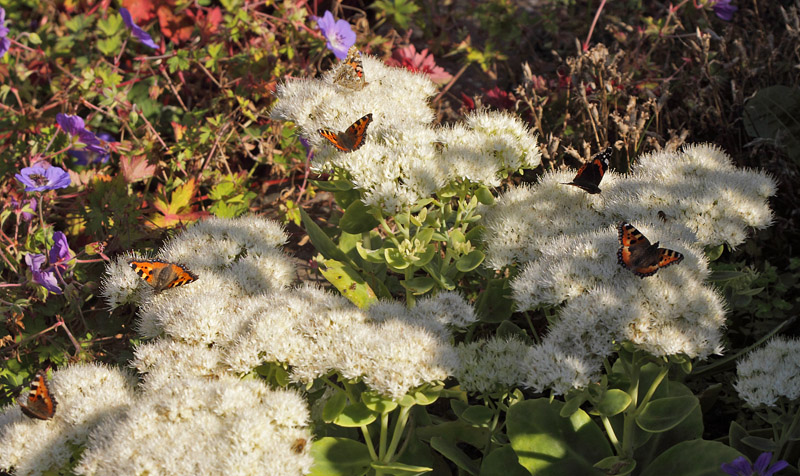 Nldens Takvinge, Aglais urticae. Tidselsommerfugl,Vanessa cardui og Admiral, Vanessa atalanta p blomstrende  Sankthansurt, Hylotelephium telephium. lstykke, Nordsjlland d. 12 september 2016. Fotograf; Henrik S Larsen
