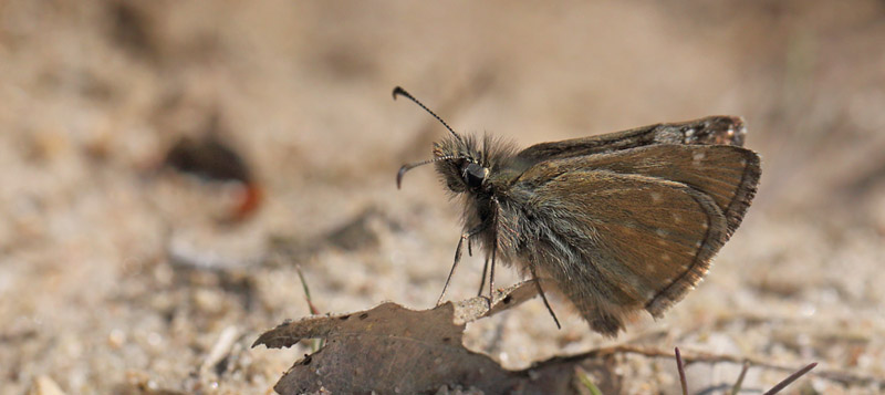 Grbndet Bredpande, Erynnis tages han. Melby Overdrev, Nordsjlland. d. 19 Maj 2016. Fotograf: Lars Andersen