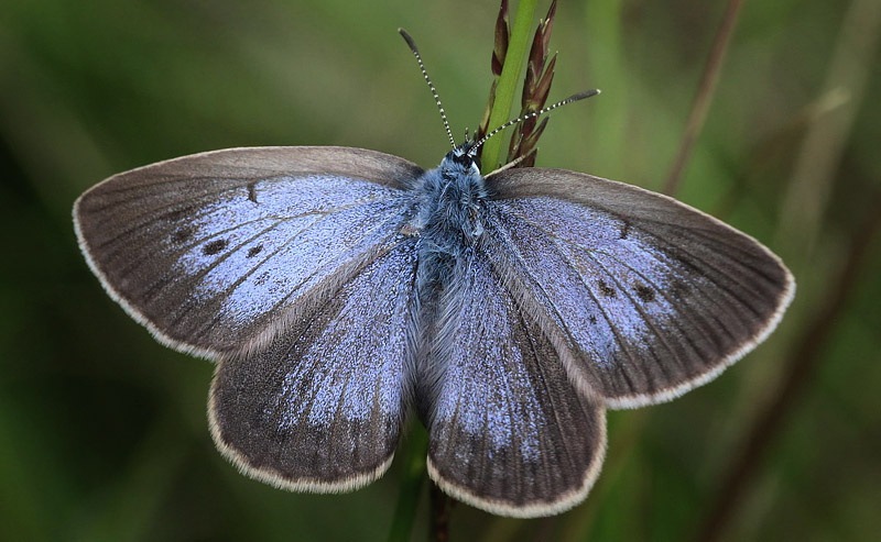 Ensianblfugl, Maculinea alcon hun.  Grene Sande, Billund d. 20-22 juli 2016. Fotograf;  Kim Duus