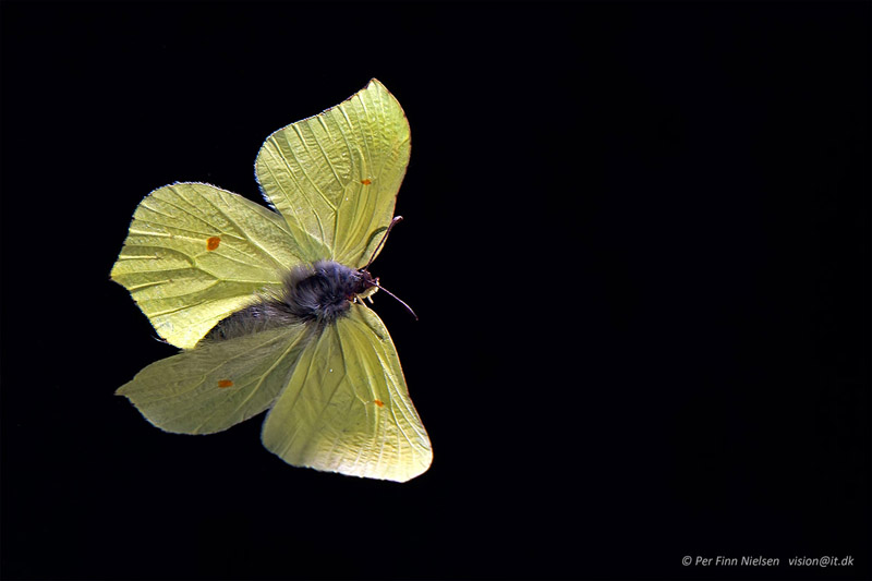 Citronsommerfugl, Gonepteryx rhamni i flugt. Fredensborg, Nordsjlland  d. 17 august 2016. Fotograf; Per Finn Nielsen