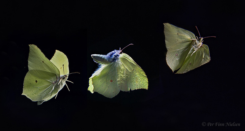 Citronsommerfugl, Gonepteryx rhamni i flugt. Fredensborg, Nordsjlland  august 2017. Fotograf; Per Finn Nielsen