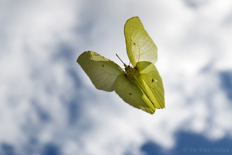 Citronsommerfugl, Gonepteryx rhamni i flugt. Fredensborg, Nordsjlland  august 2017. Fotograf; Per Finn Nielsen