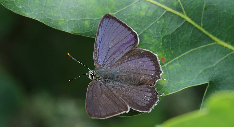 Blåhale, Favonius quercus han. Filsø, Vestjylland d. 20-22 juli 2016. Fotograf; Kim Duus