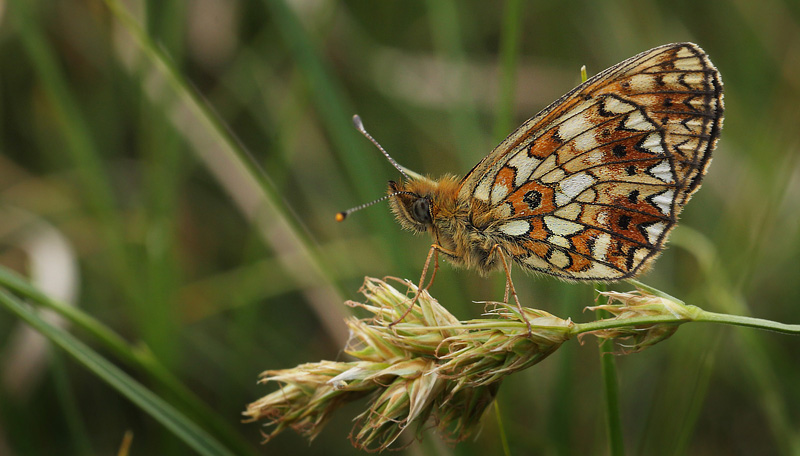 Heatherhill, Nordsjlland d. 8 juni 2016. Fotograf; Lars Andersen