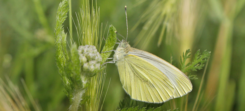 Grønåret Kålsommerfugl, Pieris napi hun. Scandiagade 96, Sydhavnen, København d. 29 juni 2016. Fotograf; Lars Andersen