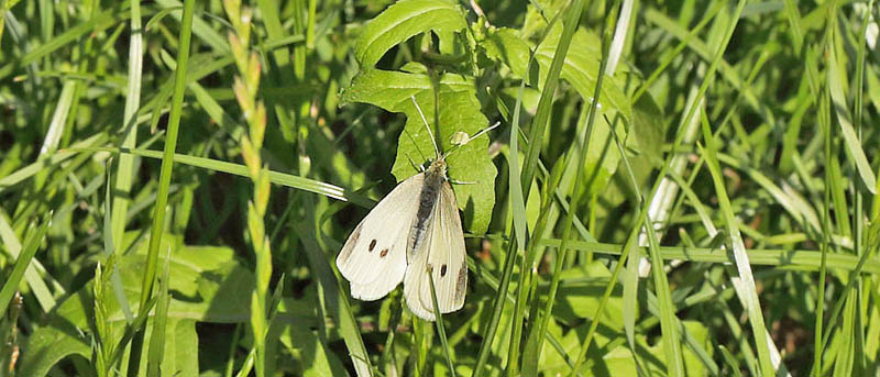 Lille Kålsommerfugl, Pieris rapae hun. Scandiagade 96, Sydhavnen, København d. 29 juni 2016. Fotograf; Lars Andersen