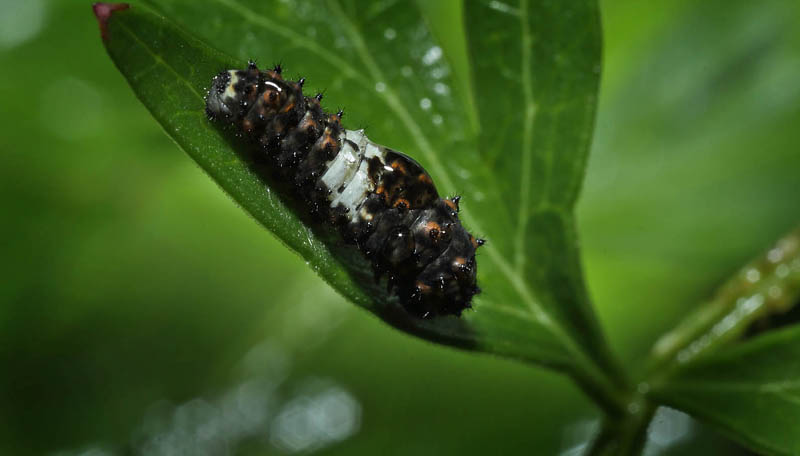 Svalehale, Papilio machaon larve p Kr-Svovlrod, Peucedanum palustre.  Gentofte S d. 2 juli 2016. Fotograf; Lars Andersen