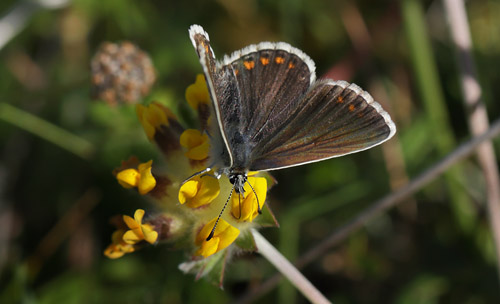 Sortbrun blfugl, Aricia artaxerxes ssp.: vandalica. Tornby Strand d. 3 juli 2016. Fotograf; Lars Andersen