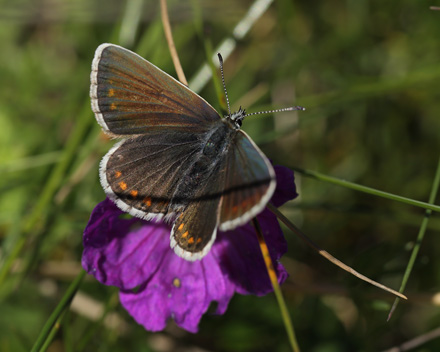 Sortbrun blfugl, Aricia artaxerxes ssp.: vandalica. Tornby Strand d. 3 juli 2016. Fotograf; Lars Andersen