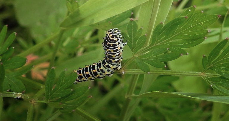 Svalehale, Papilio machaon larve på Kær-Svovlrod, Peucedanum palustre. Gentofte Sø ultimo juli 2016. Fotograf; Jørgen Munck