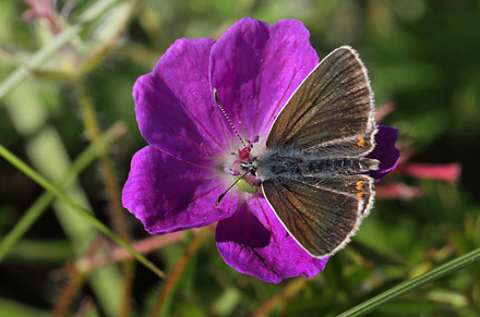 Sortbrun blfugl, Aricia artaxerxes ssp.: vandalica. Tornby Strand d. 3 juli 2016. Fotograf; Lars Andersen