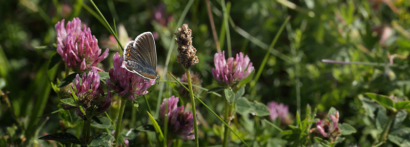 Sortbrun blfugl, Aricia artaxerxes ssp.: vandalica. Tornby Strand d. 3 juli 2016. Fotograf; Lars Andersen