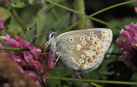 Sortbrun blfugl, Aricia artaxerxes ssp.: vandalica. Tornby Strand d. 3 juli 2016. Fotograf; Lars Andersen