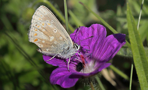 Sortbrun blfugl, Aricia artaxerxes ssp.: vandalica. Tornby Strand d. 3 juli 2016. Fotograf; Lars Andersen