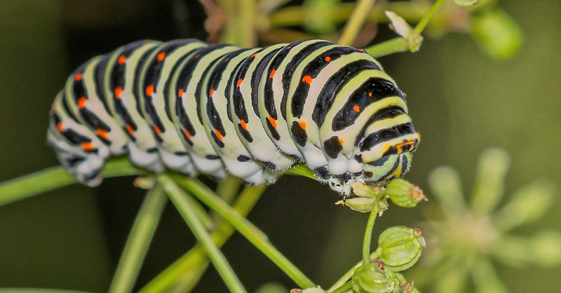 Svalehale, Papilio machaon larve p Skarntyde, Peucedanum palustre. Hodsager Plantage d. 29 juli 2016. Fotograf;  Carl Skovbjerg Johnsen