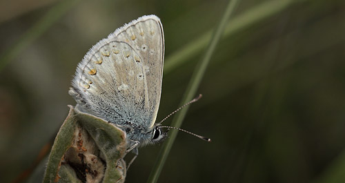 Sortbrun blfugl, Aricia artaxerxes ssp.: vandalica. Tornby Strand d. 4 juli 2016. Fotograf; Lars Andersen