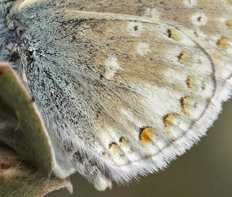 Sortbrun blfugl, Aricia artaxerxes ssp.: vandalica. Tornby Strand. 4 juli 2016. Fotograf; Lars Andersen