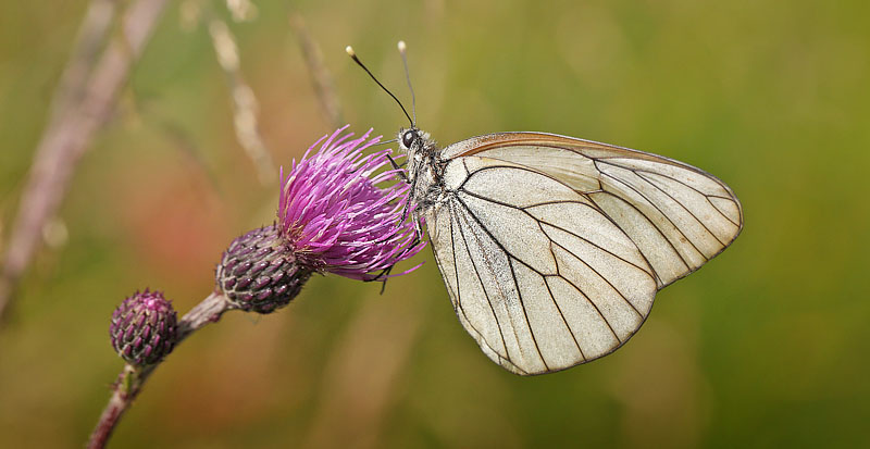 Sortret Hvidvinge, Aporia crataegi hun.  Rbjerg Mose, Vendsyssel, Danmark d. 4 juli 2016. Fotograf; Lars Andersen