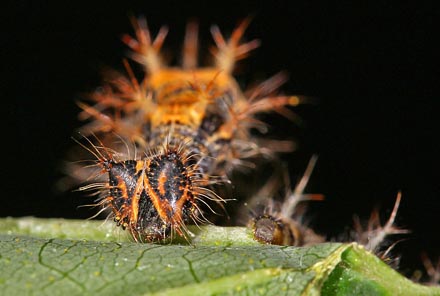 Det hvide C, Polygonia c-album. Snder Kohave, Falster d. 27 august 2016. Fotograf:; Erni Boesen