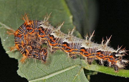 Det hvide C, Polygonia c-album. Snder Kohave, Falster d. 27 august 2016. Fotograf:; Erni boesen