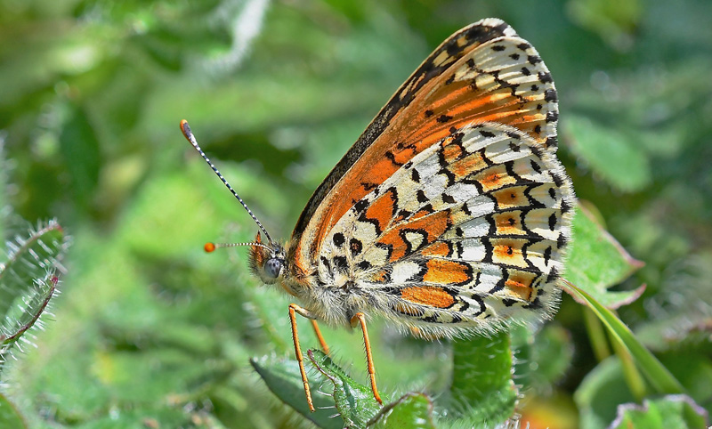 Okkergul Pletvinge, Melitaea cinxia hun. Skrydstrup Industrikvarter, Snderjylland d. 4 juni 2016. Fotograf; John Vergo