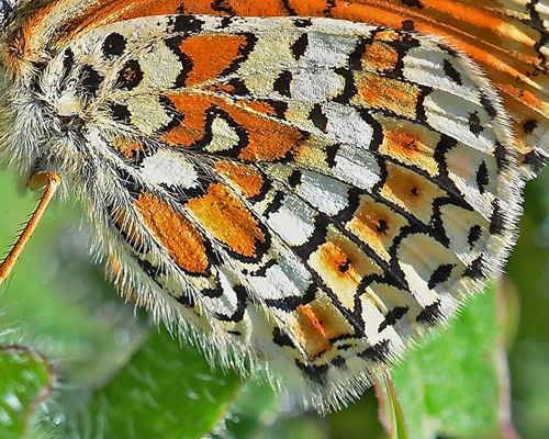 Okkergul Pletvinge, Melitaea cinxia hun. Skrydstrup Industrkvarter, Snderjylland d. 4 juni 2016. Fotograf; John Vergo