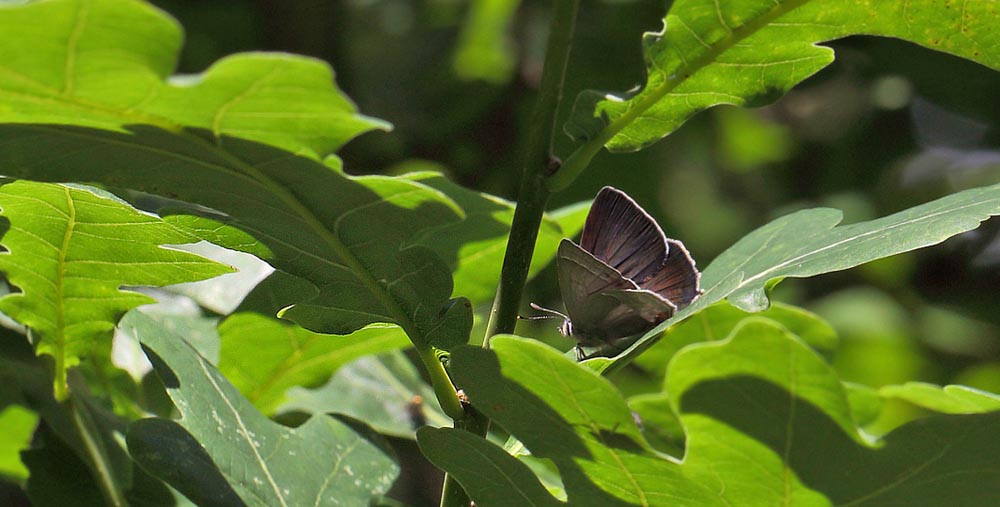 Blåhale, Quercusia quercus han. Grevens Skanse, Syddjurs d. 7 juli 2016. Fotograf; Lars Andersen