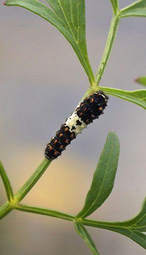 Svalehale, Papilio machaon larve på Kær-Svovlrod, Peucedanum palustre.  Gentofte Sø d. 8 juli 2016. Fotograf; Lars Andersen