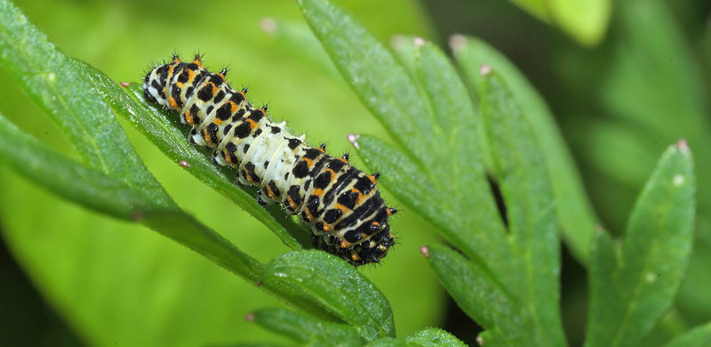 Svalehale, Papilio machaon larve p Kr-Svovlrod, Peucedanum palustre.  Gentofte S d. 8 juli 2016. Fotograf; Lars Andersen