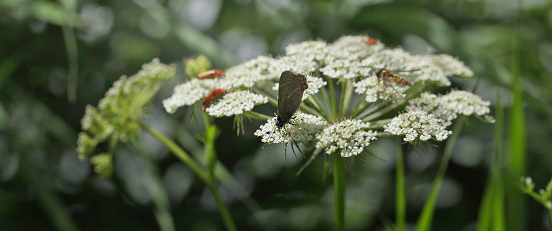 Det Hvide W, Satyrium w-album p Kr-Svovlrod, Peucedanum palustre.  Gentofte S d. 12 juli 2016. Fotograf; Lars Andersen