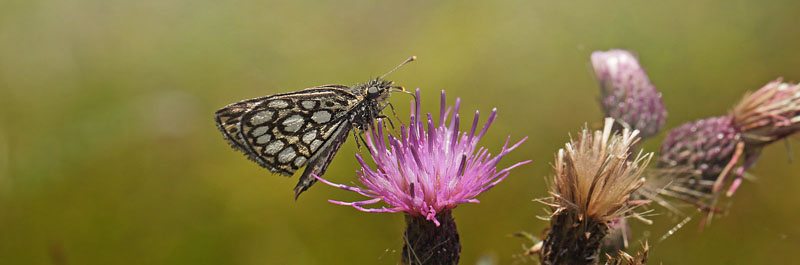 Spejlbredpande, Heteropterus morpheus han. Bt Plantage d. 13  juli 2016. Fotograf: Lars Andersen