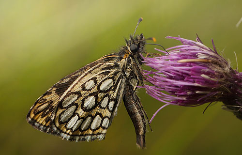 Spejlbredpande, Heteropterus morpheus han. Bt Plantage d. 13  juli 2016. Fotograf: Lars Andersen