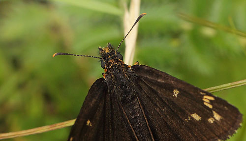 Spejlbredpande, Heteropterus morpheus hun. Bøtø Plantage d. 13 juli 2016. Fotograf: Lars Andersen