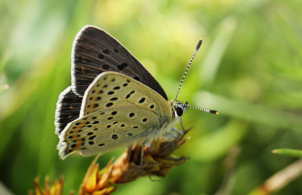 Sort Ildfugl, Lycaena tityrus. han. Bt Dige ved Bt Plantage. Falster d. 13 juli 2016. Fotograf: Lars Andersen 