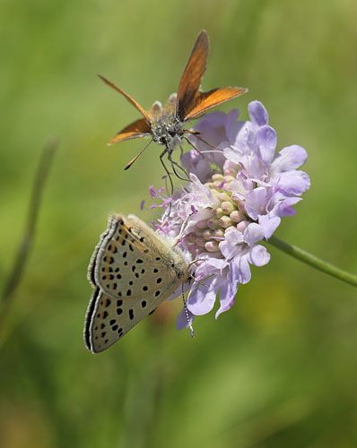 Sort Ildfugl, Lycaena tityrus. han. Bt Dige ved Bt Plantage. Falster d. 13 juli 2016. Fotograf: Lars Andersen 