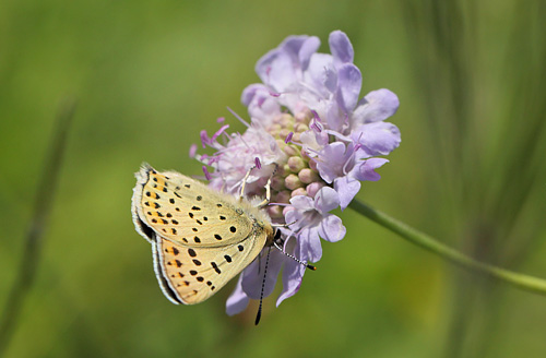 Sort Ildfugl, Lycaena tityrus. han. Bt Dige ved Bt Plantage. Falster d. 13 juli 2016. Fotograf: Lars Andersen 