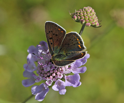 Sort Ildfugl, Lycaena tityrus. han. Bt Dige ved Bt Plantage. Falster d. 13 juli 2016. Fotograf: Lars Andersen 