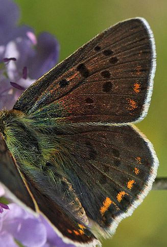 Sort Ildfugl, Lycaena tityrus. han. Bt Dige ved Bt Plantage. Falster d. 13 juli 2016. Fotograf: Lars Andersen 