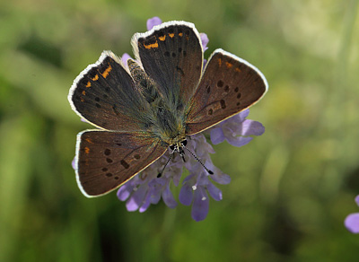 Sort Ildfugl, Lycaena tityrus. han. Bt Dige ved Bt Plantage. Falster d. 13 juli 2016. Fotograf: Lars Andersen 